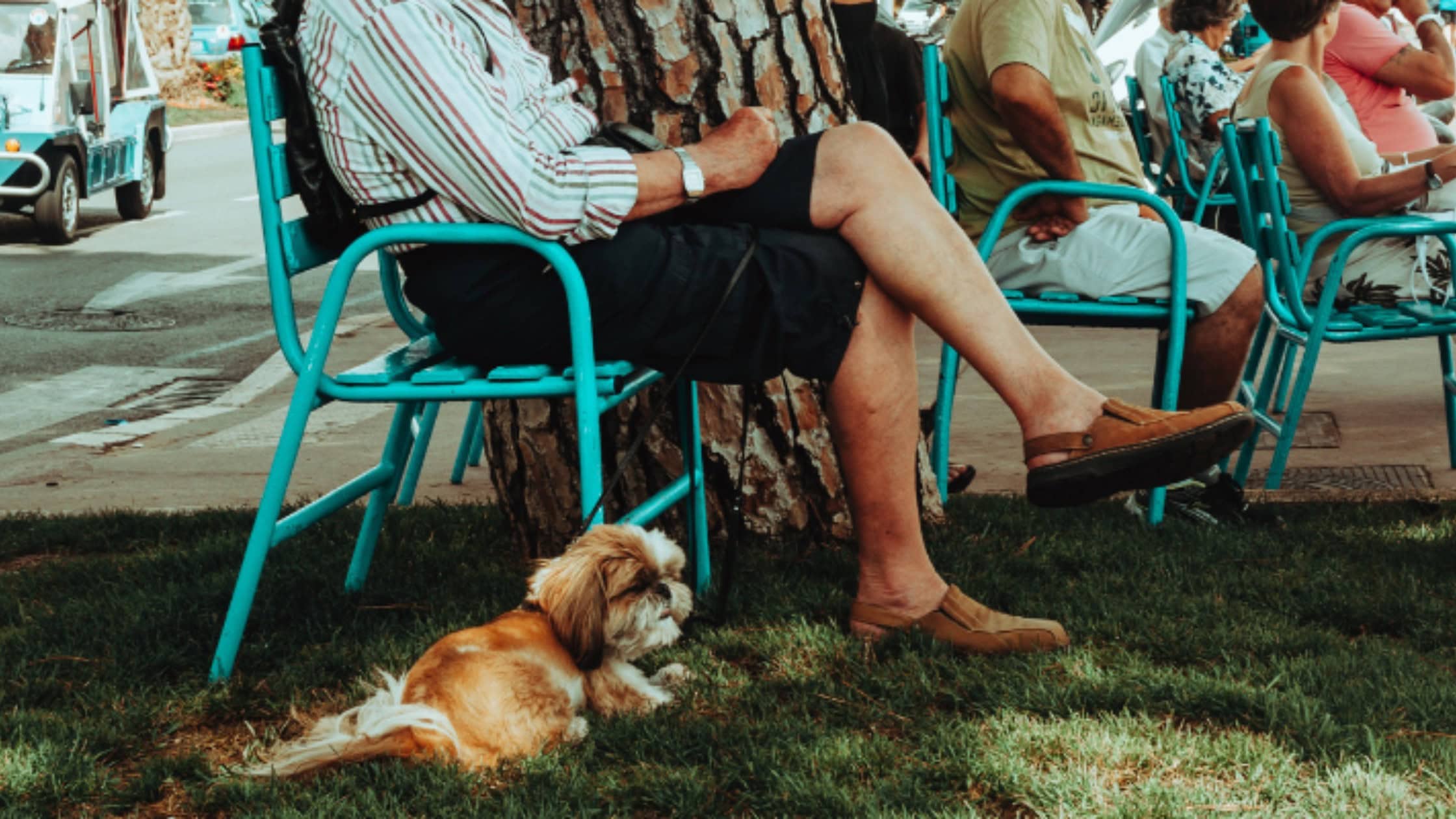 Blog Cover- Is a dog good for seniors